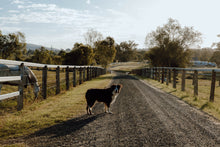 Load image into Gallery viewer, Flower Workshop 11th May